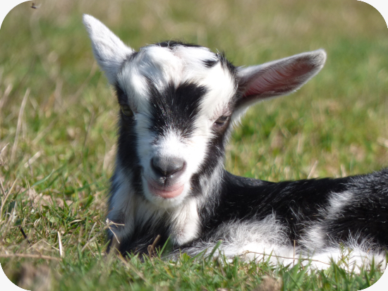 Chevreau du Massif Central