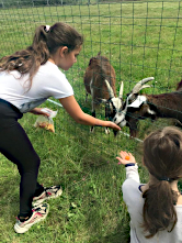 Chvres du Massif Central