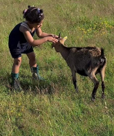 Chèvres Naines Chèvres Naines