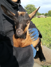 Chevreau alpin Chevreau alpin