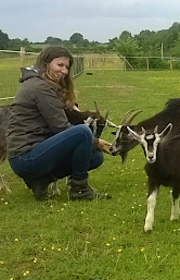 Chèvres du Massif Central Chèvres du Massif Central
