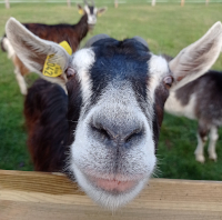 Chèvre du Massif Central